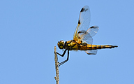 Four-spotted Chaser (Libellula quadrimaculata)